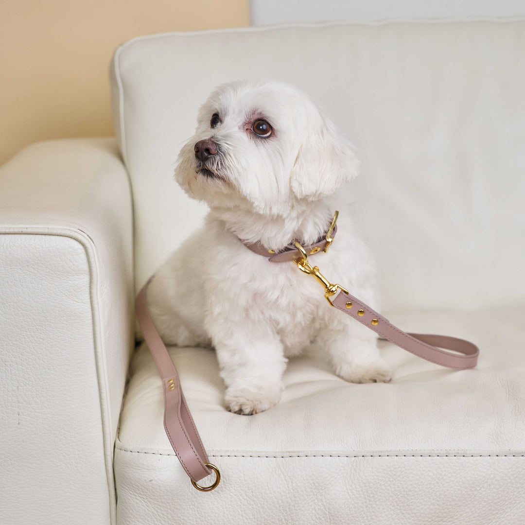 DOG COLLAR AND LEASH